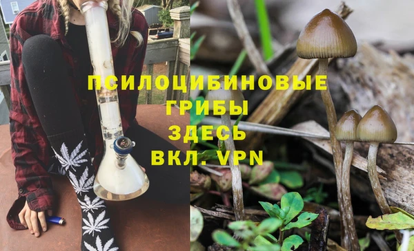 PSILOCYBIN Белокуриха